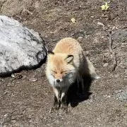 みんみんの画像