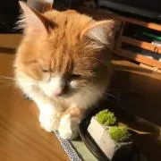 まこの画像