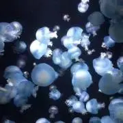 きなこもちの画像