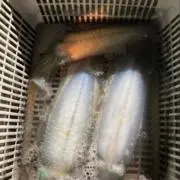 ぽん汰