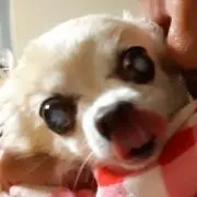 ポテチ