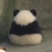 くぅたの画像
