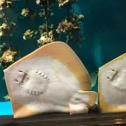 ちゃちゃの画像