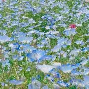 花の画像
