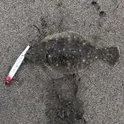 ヅメパパの画像