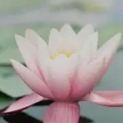 ププ78
