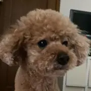 のあ