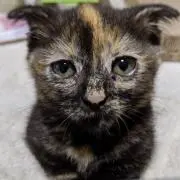 ちみの画像