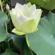 すず　プロフお読み願いますの画像