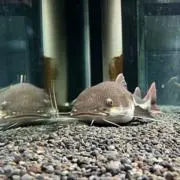 コバの画像