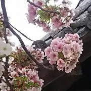 らんらん＊さくらの画像