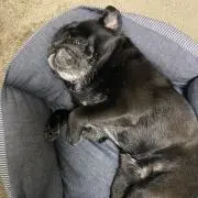 くーちゃんの画像