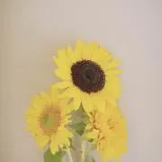 AYUMIの画像