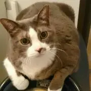 mokichiの画像