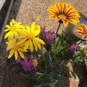 とんとん♡