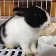 ガチャ