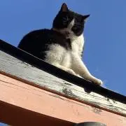 まろ