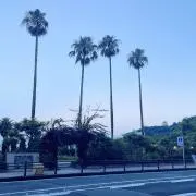 さくの画像