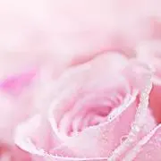 しゃあの画像