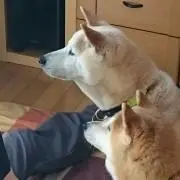 たま