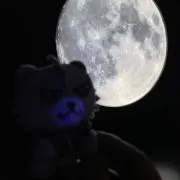 きょの画像
