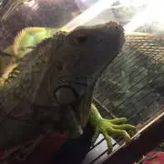 さかな