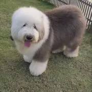 きなこの画像