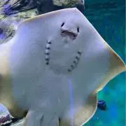ともちんの画像
