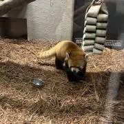 すけとうだら