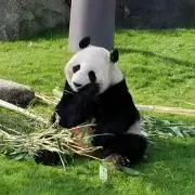 もちお