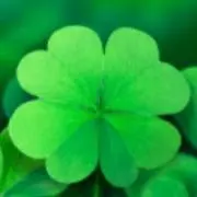 Cloverの画像