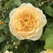 towaの画像