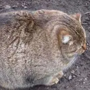 みかんだいすきの画像