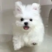 ねむの画像