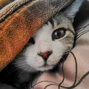 nyanta プロフ必読願いますの画像