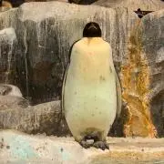 イルカの画像