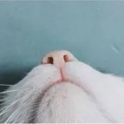 shiromisakanaの画像