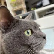 ヒョウヒョウ