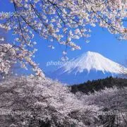 山桜の画像