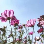 chanの画像