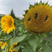 こけしの画像