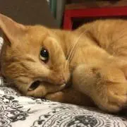 もみじの画像
