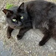リンダの画像