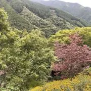 ゆゆゆの画像