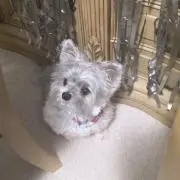 Ollieの画像