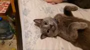 ぶっちゃーの画像