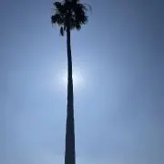 Atmnの画像