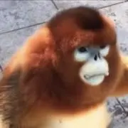 オム