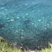 ふくの画像