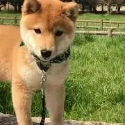 おセルシオの画像
